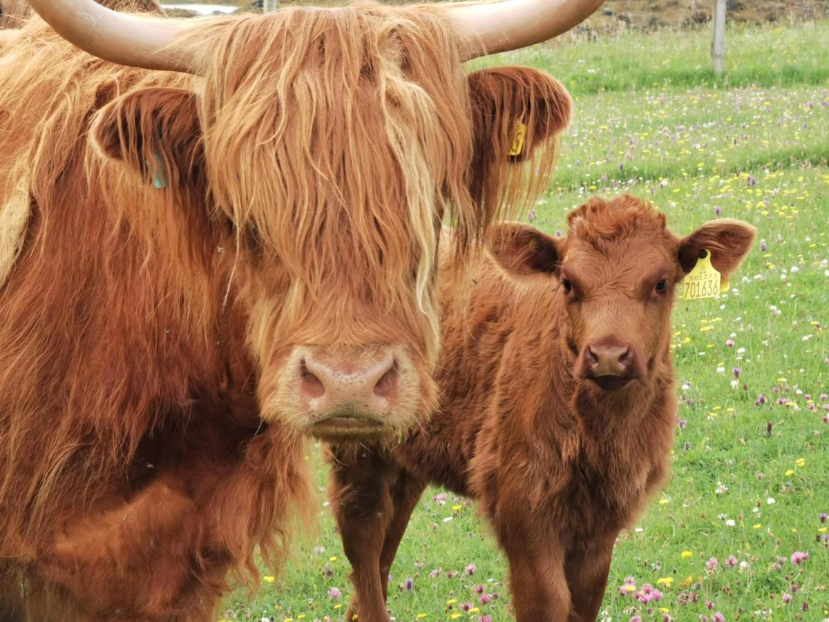Oban Youth Hostel Kültér fotó Highland cattle